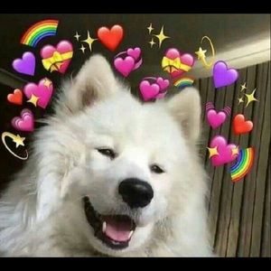 Meet your Posher, Shelba